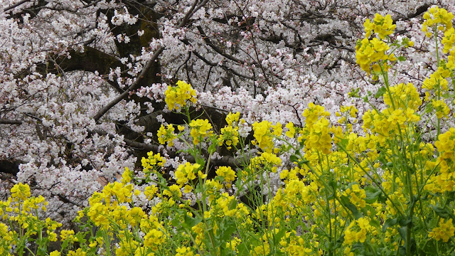 晴れのち曇りまた晴れたかな 小金井公園 第65回小金井桜まつり