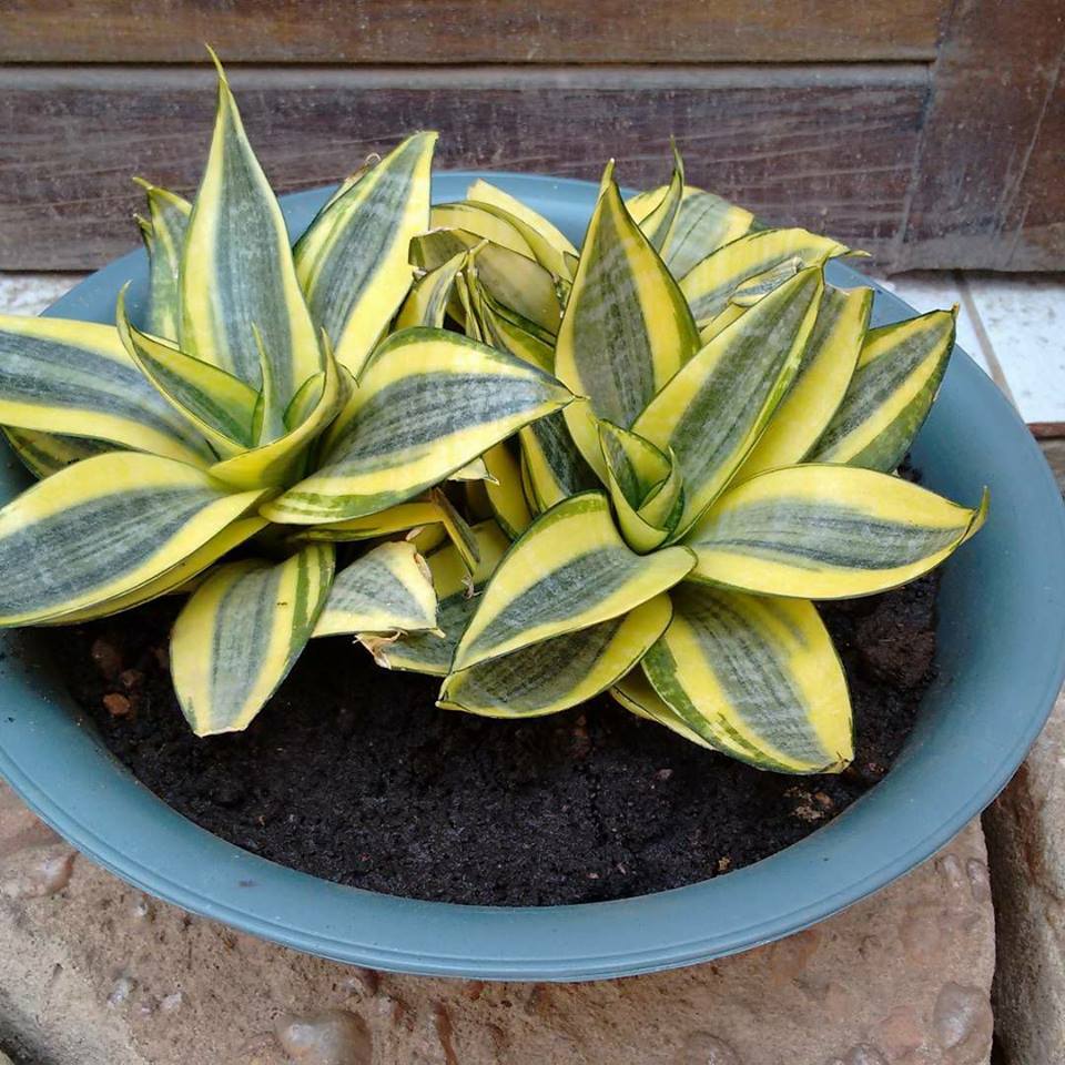 RosaBio ou Anã (Sansevieria Trifasciata Hahnii)