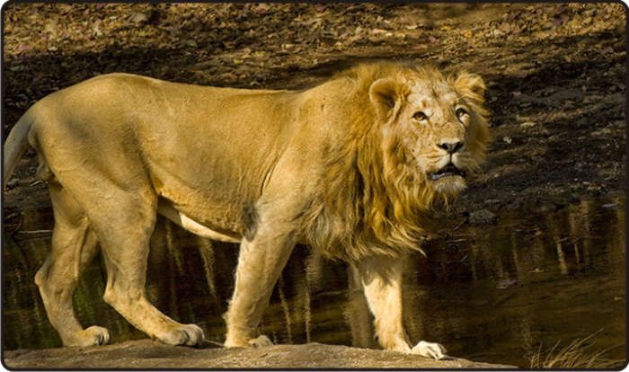 Asian Lion Facts 39