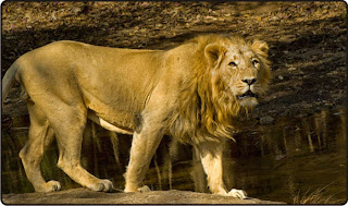 Asiatic Lion Facts