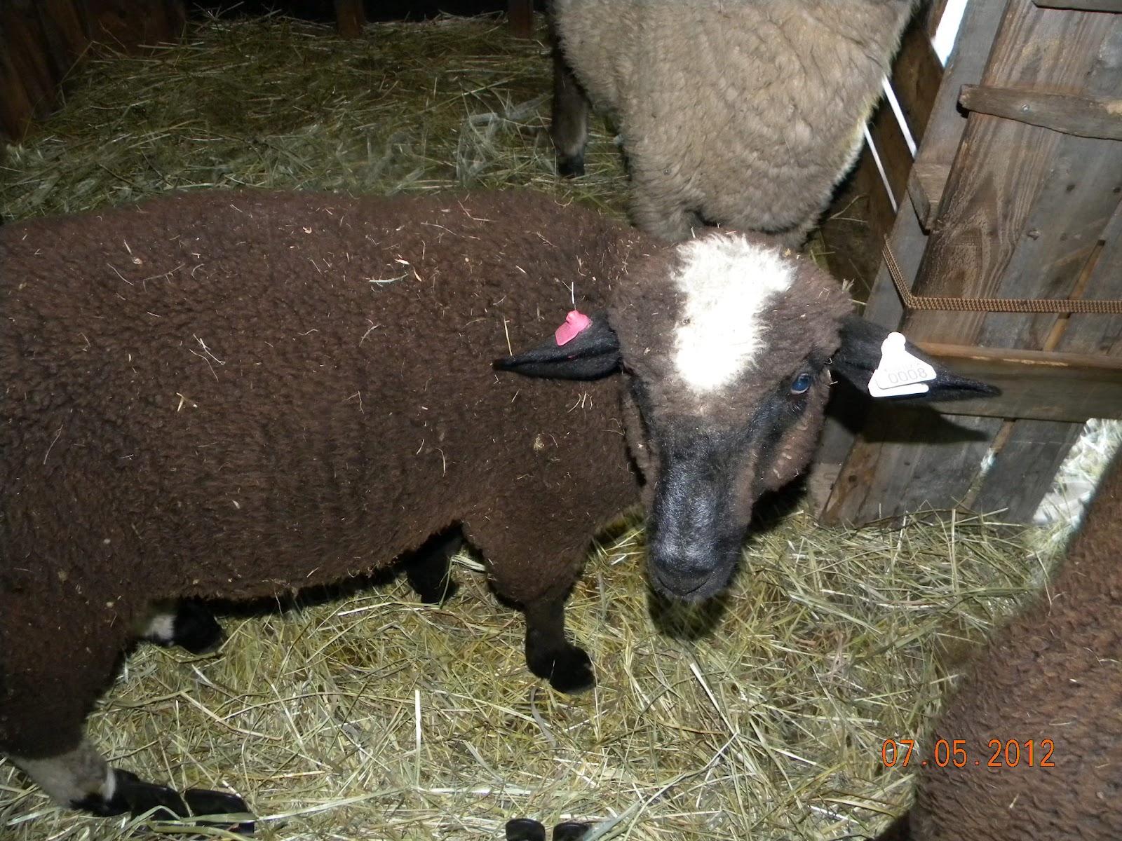 Raymond Hill Oxfords and Lincolns: Sheep for sale!!