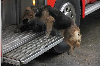 perra llevando a cachorros al auto de bomberos para salvarlos del incendio