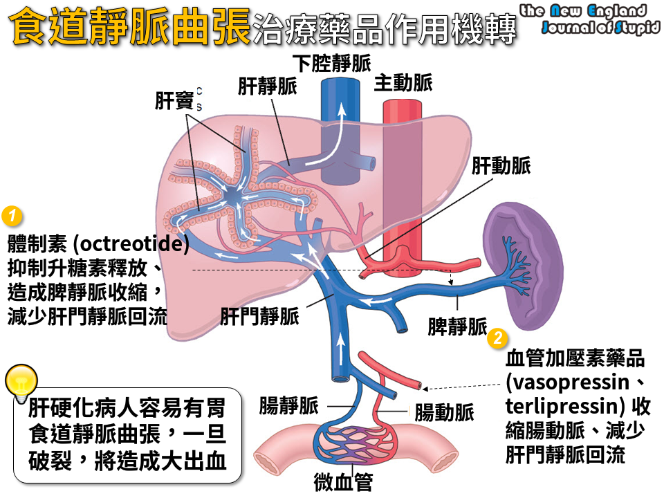 [臨床藥學] 報告用大圖：食道靜脈曲張治療藥品作用機轉，原來是這樣!! NEJS