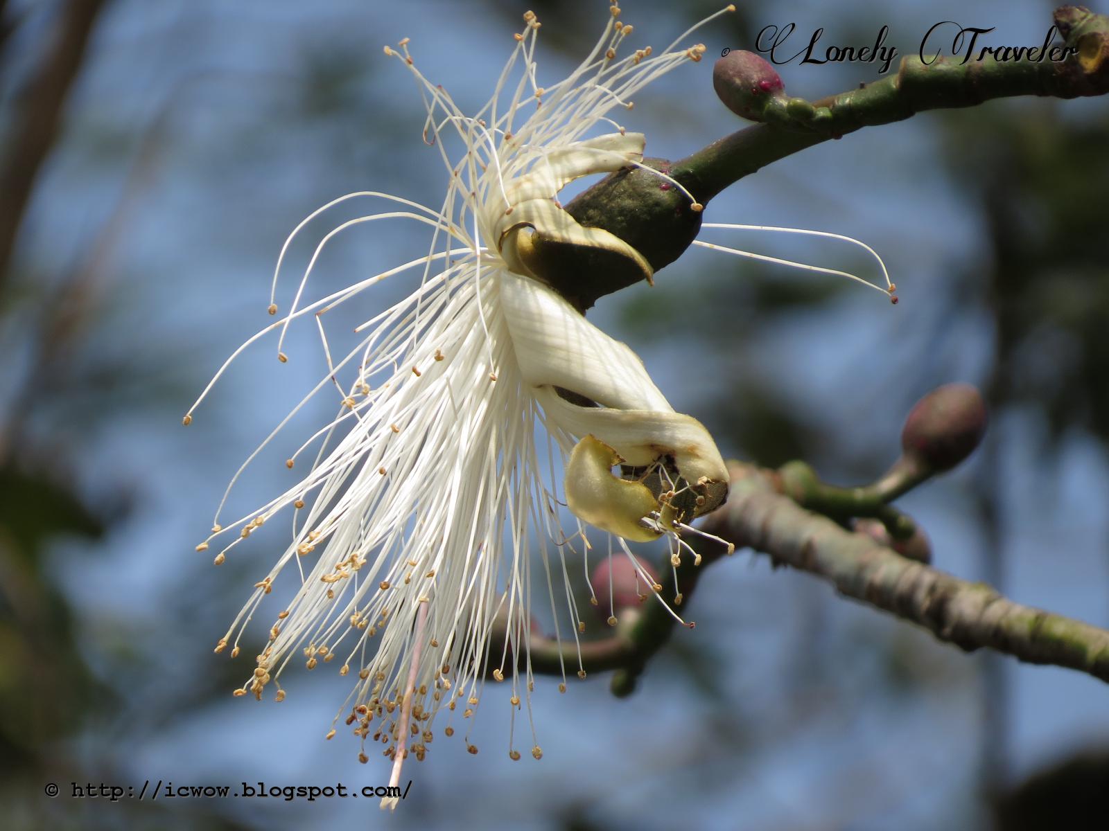 Shaving brush tree Pseudobombax ellipticum