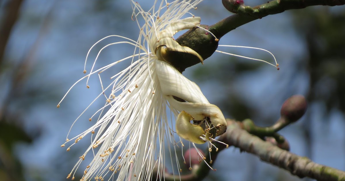 Shaving brush tree Pseudobombax ellipticum