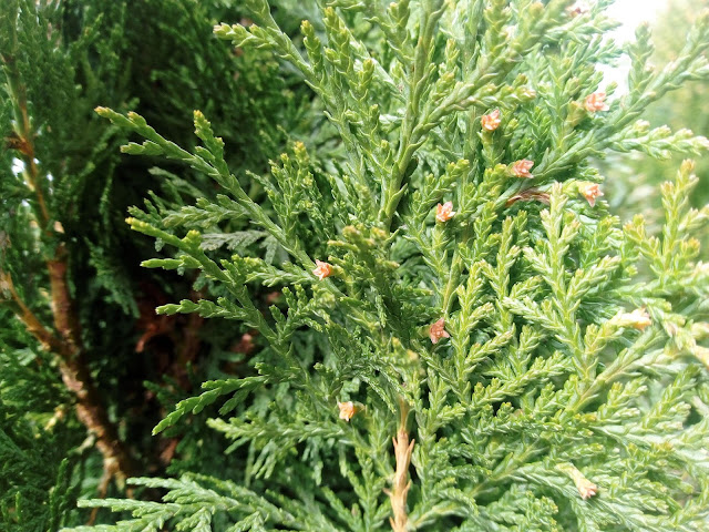 Tuya oriental enana (Thuya orientalis "Aurea Nana") y hiedra (Hedera helix L.).