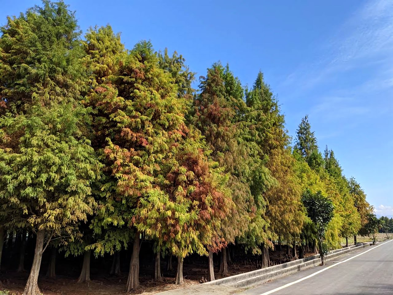 六甲菁埔埤落羽松林開始變紅啦!賞紅季1/30登場