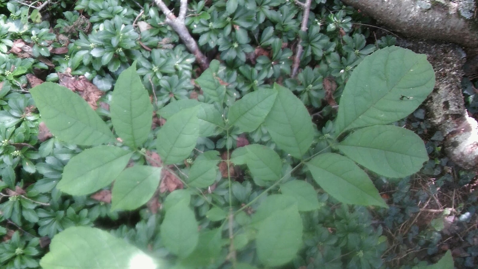 Rolandvue Rambler MADCap Horse (News Flash) adding Viburnum and