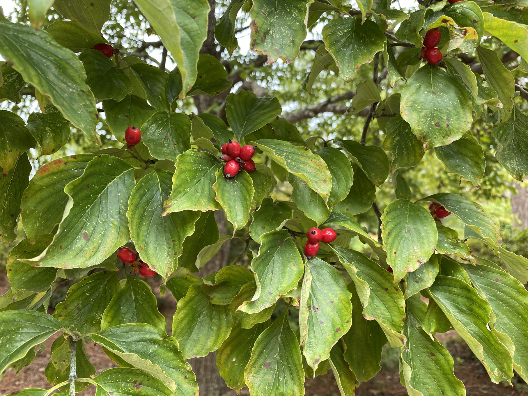 Quilted Blooms In Bloom 30 +Dogwood Berries