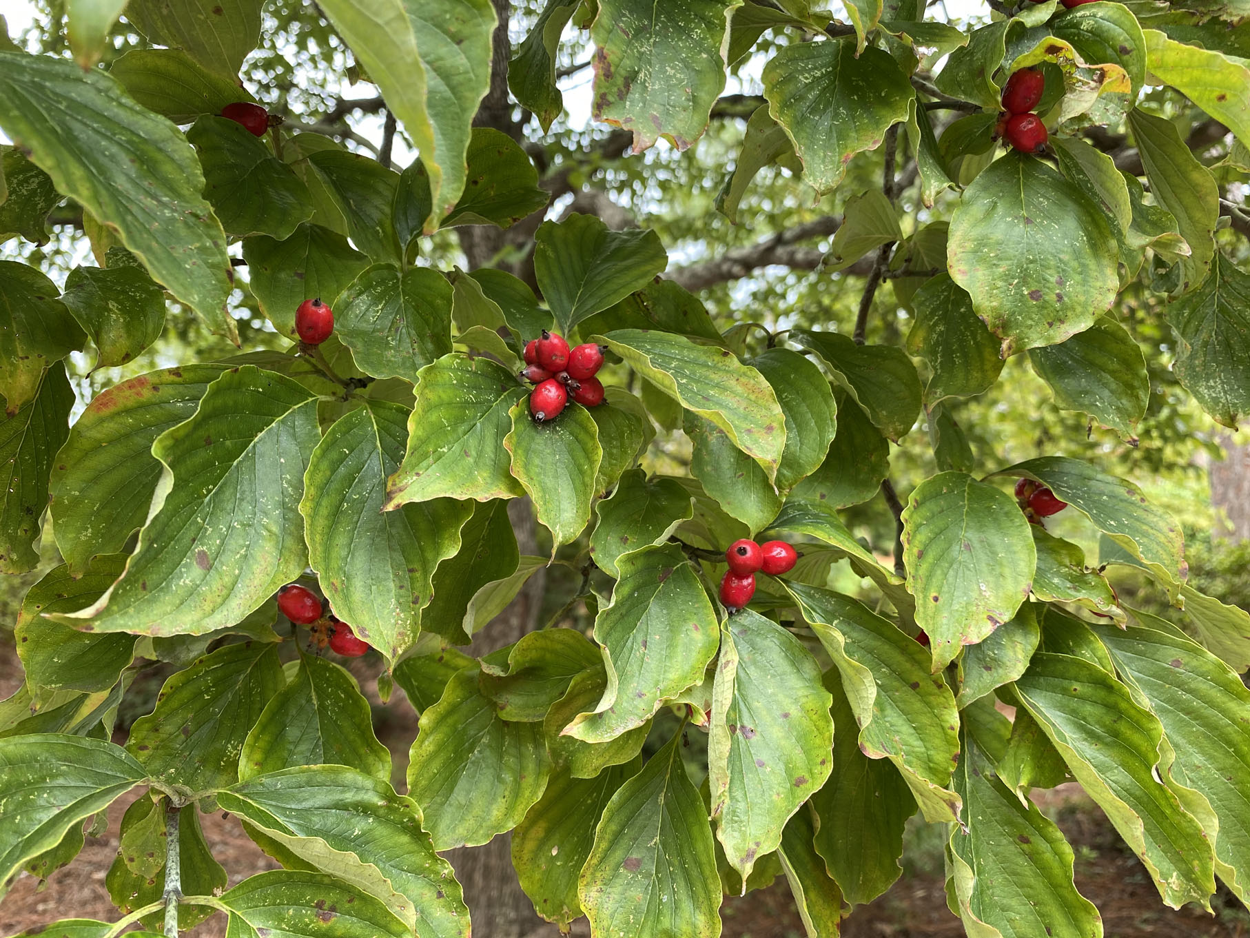 What Dogwood Tree Has Red Berries?