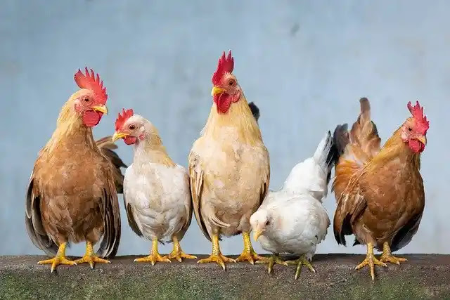 Avian influenza: a "common source" for the outbreaks discovered in France identified