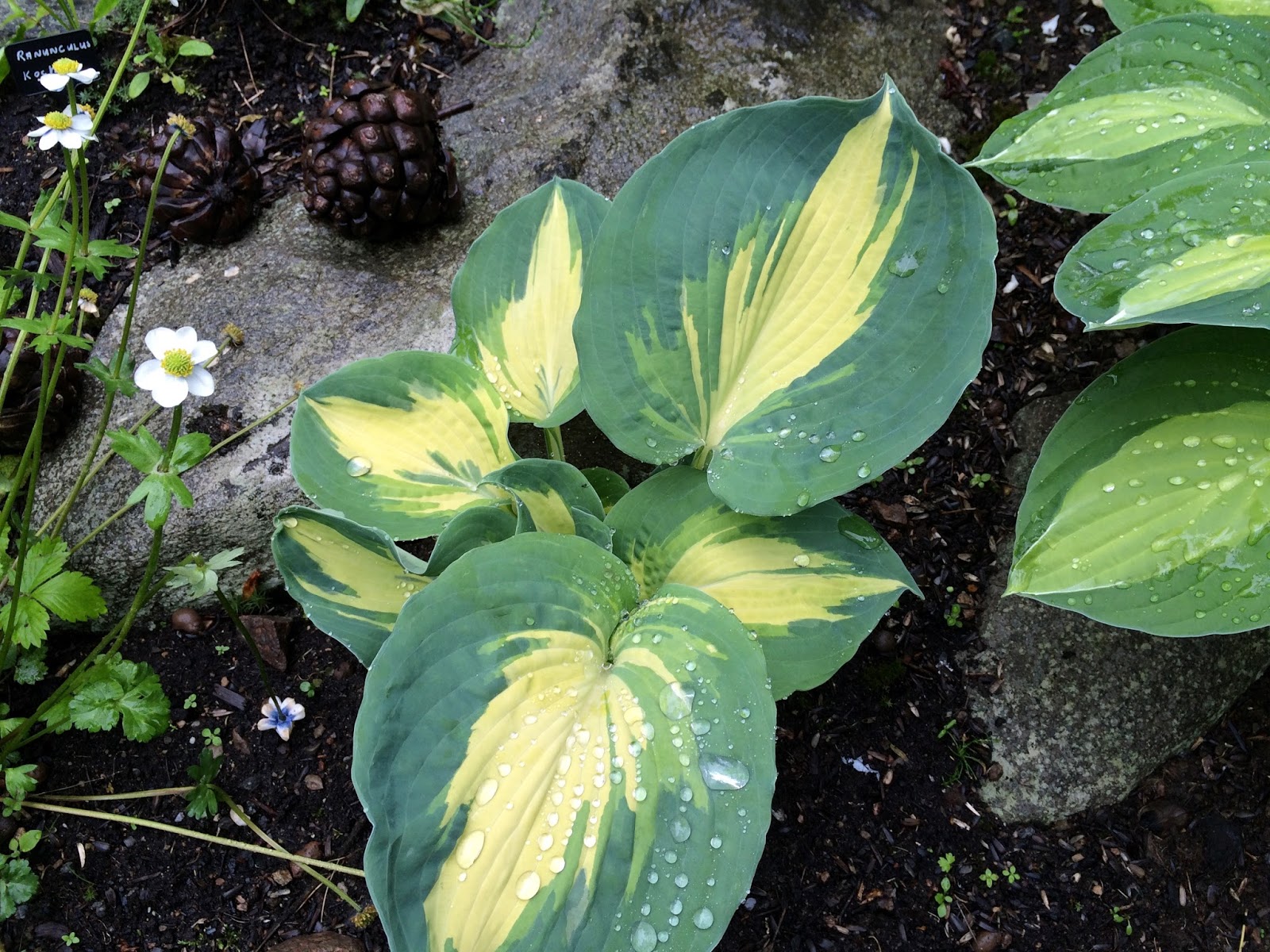 хоста гибридная бич бой. хоста бич бой. хоста атлантис. хоста beach boy. хоста hosta great expectations.