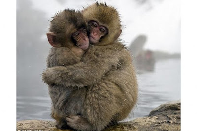 Śmieszne zdjęcia i foty: Śmieszne fotki zwierząt