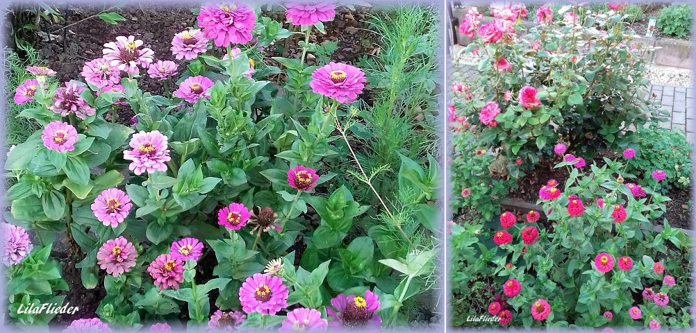 Lila Flieder Garten Erholung Fur Den Garten