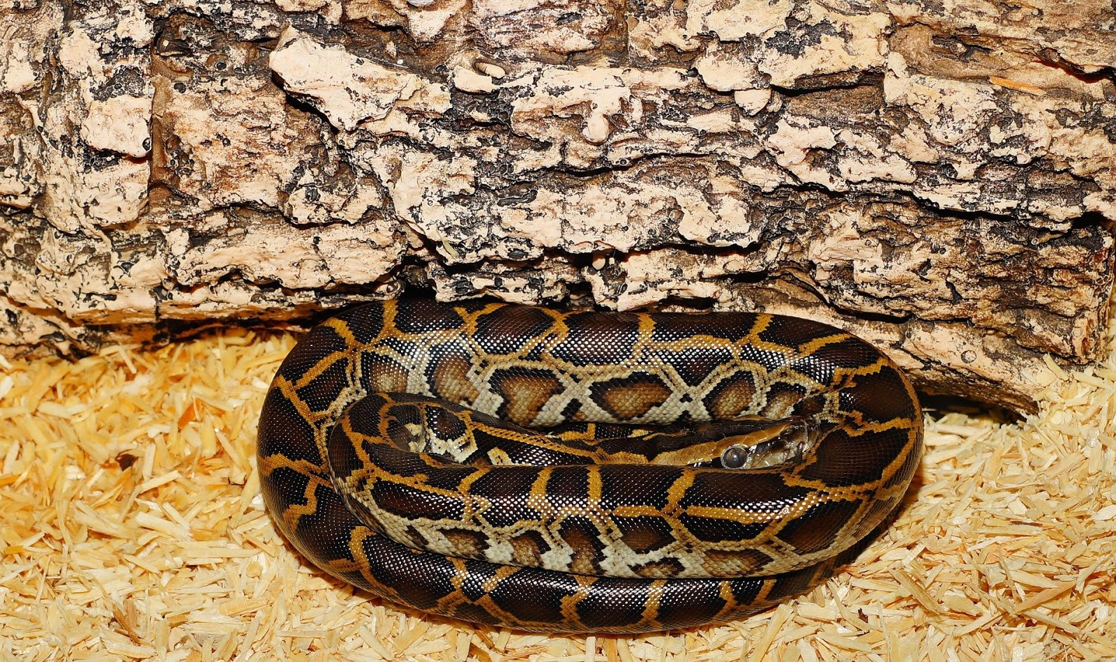 Cara Membuat Kandang Untuk Ular Python Molurus Alamlusvi Com