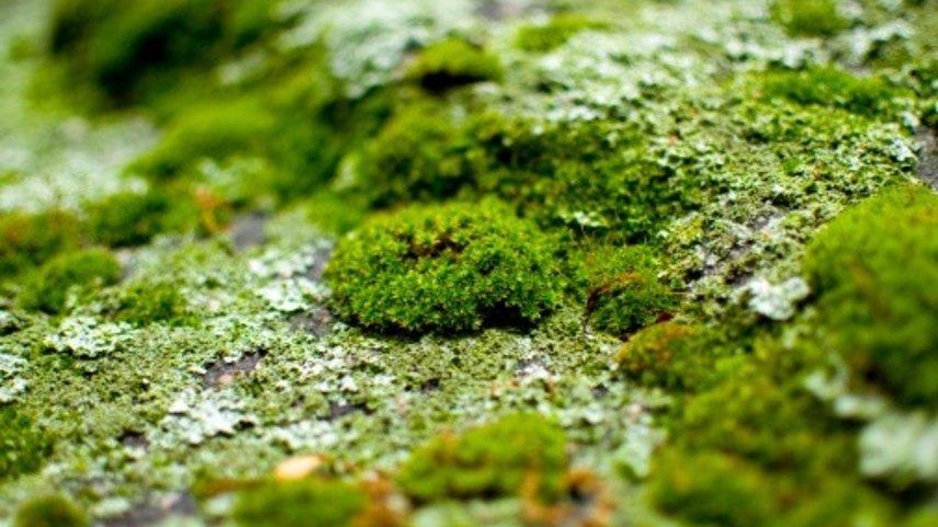 Kedudukan Taksonomi Tumbuhan Lumut