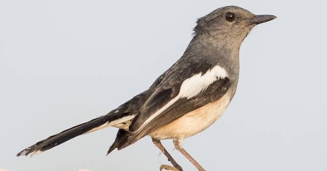 Kumpulan Suara Kacer Betina Mp3 Untuk Pancingan Bunyi Pamankicau Kumpulan Suara Kacer Betina Mp3 Untuk Pancingan Bunyi Pamankicau