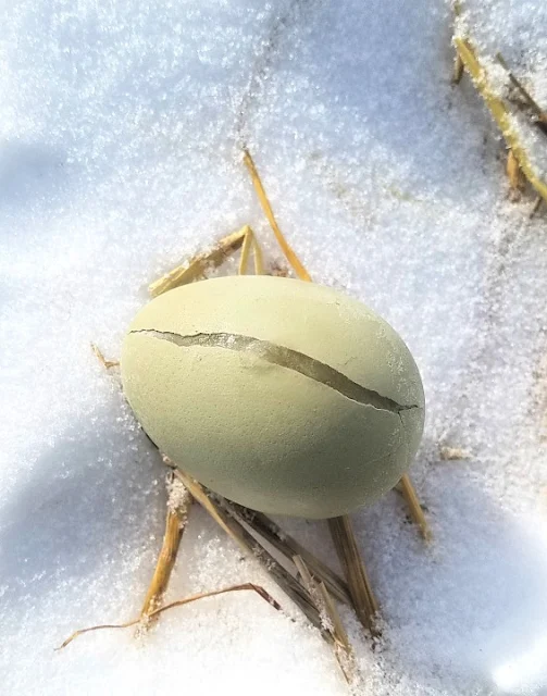 cracked egg in snow
