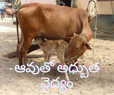 cow cow images cow pea cow dung cow cow cow baby name cow milk cow drawing female cow baby cow cow wikipedia cow meaning