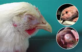 Tavuklar Icin Dogal Antibiyotik Yapimi Tavuk Cinsleri Tavuklar Icin Dogal Antibiyotik Yapimi Tavuk Cinsleri