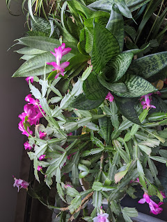 Everything goes better with a Glorious Blooming Quaker Plant exchange Christmas Cactus. Or better yet make it two, a pink one and a white one. Some Mother in Law tongue and a spider plant sneaking into the photo too.
