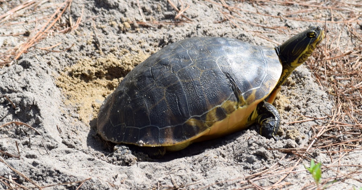 Field Notes and Photos Florida Chicken Turtle?