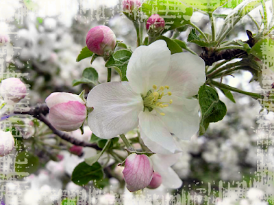 apple blossom in spring