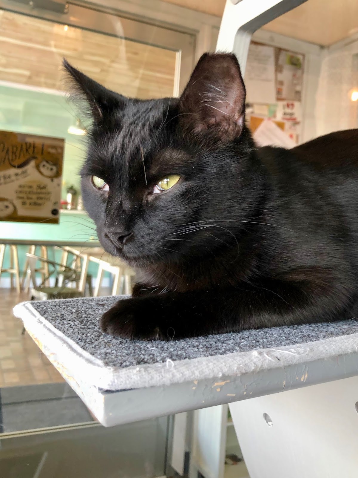 Eastside Cats Ferndale's Catfe' Lounge