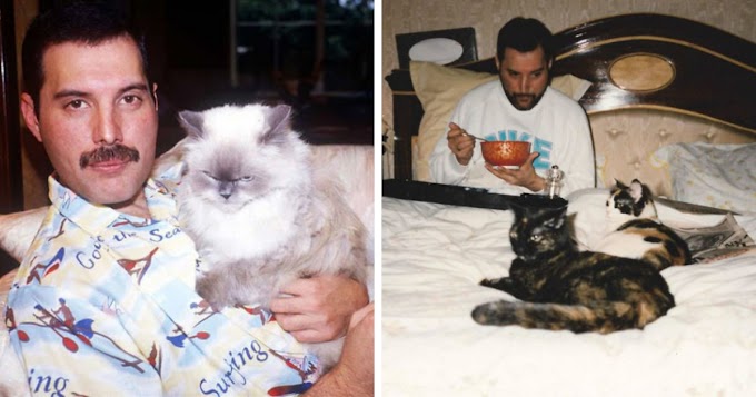 20 Adorable Pictures Of Freddie Mercury And His Cats