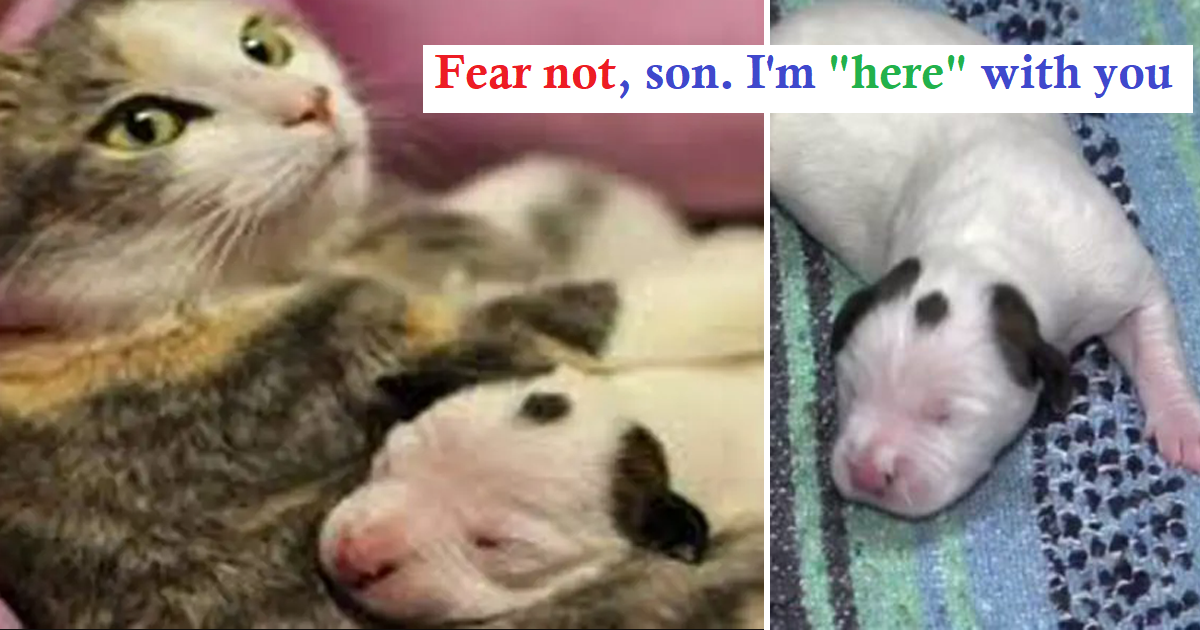 This newborn puppy was dying, but then this cat did something unbelievable!