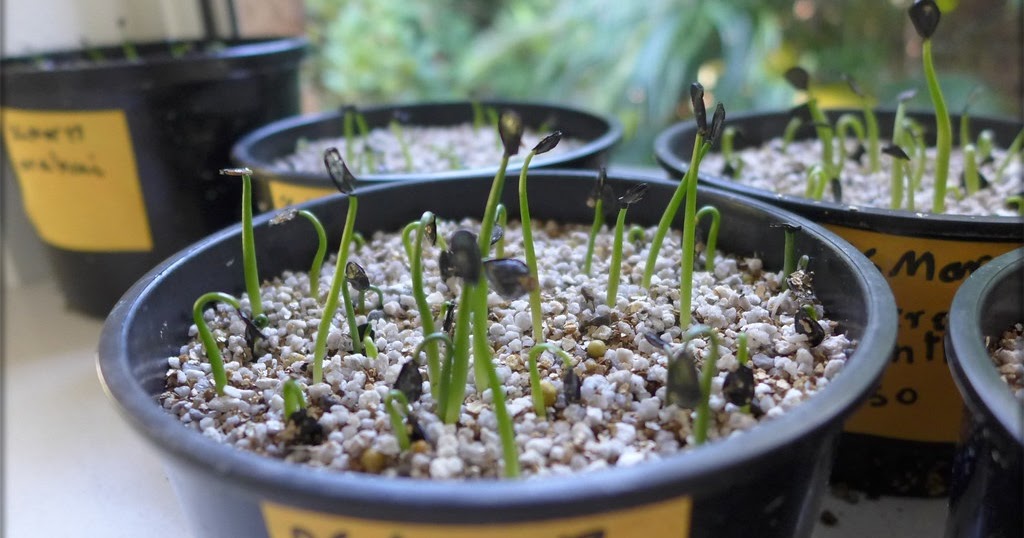 How to Grow Agave From Seed