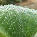 Dew drops of winter season.