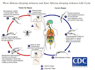 West African sleeping sickness and East African sleeping sickness Life Cycle