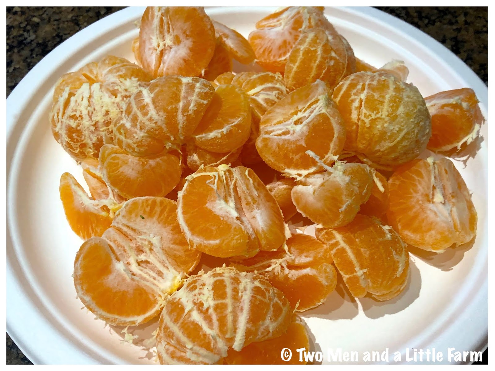 Two Men and a Little Farm SATSUMA ORANGE HARVEST