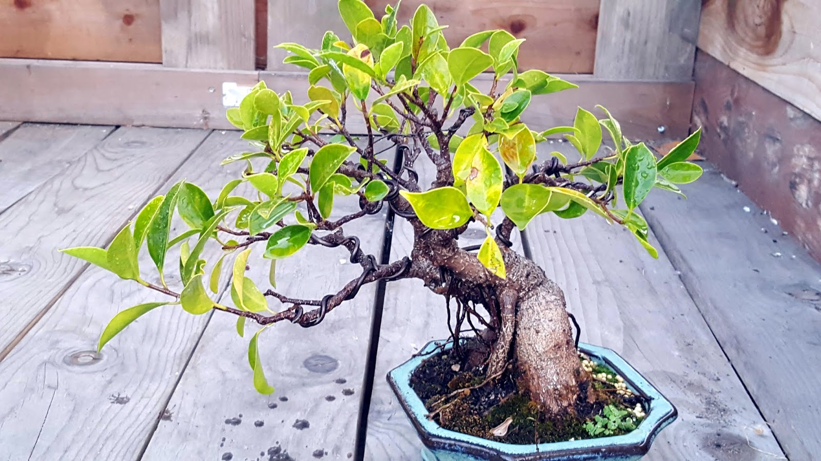 Aerial Roots Bonsai