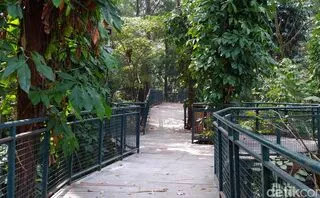 Tempat Wisata Alam di Bandung Gratis yang sering dikunjungi Taman Hutan Babakan Siliwangi.