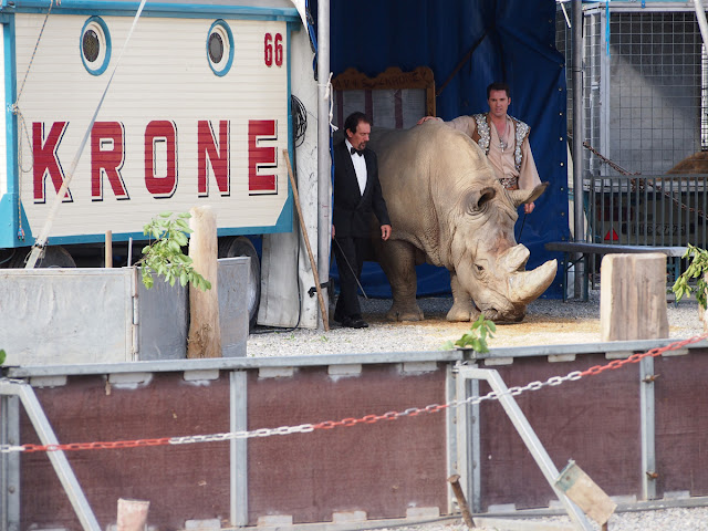 Tsavo le rhinocéros vedette du cirque Krone 