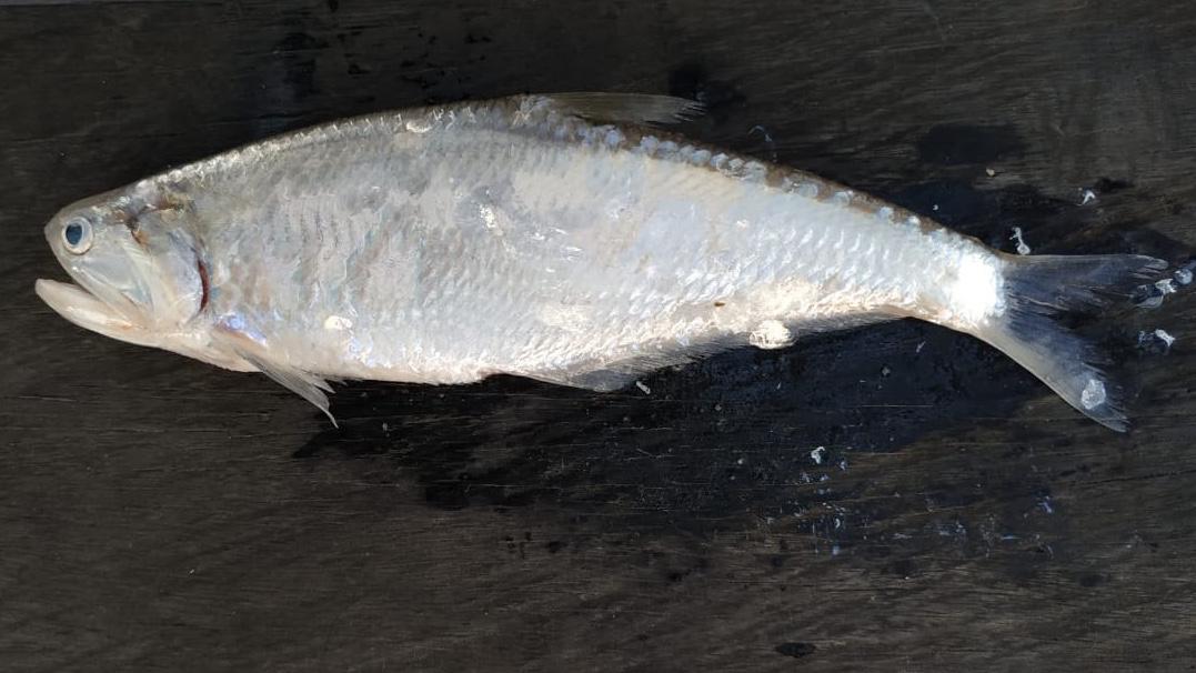 Hairfin anchovy (Setipinna tenuifilis)