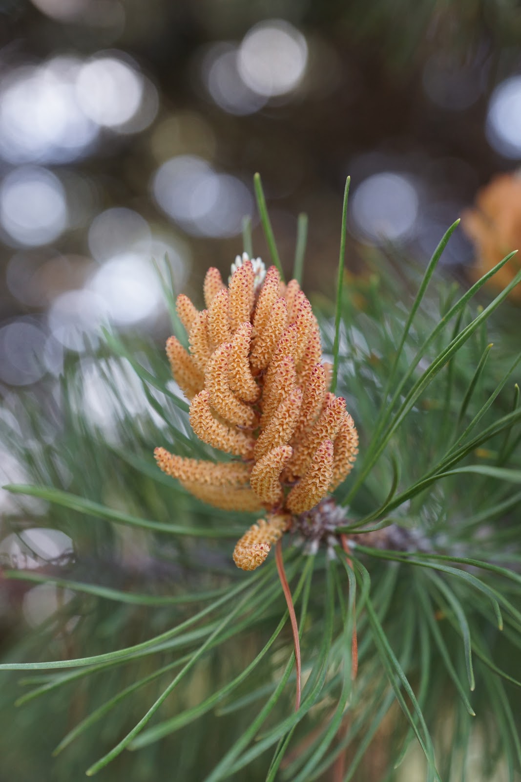 Daily Bread The Coniferous Trees