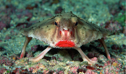 Red Lipped Batfish are among the weirdest animals because they do not look like fish, they somehow resemble bats especially with the shape of their pectoral fin.