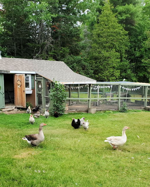 Preventing Hardware Disease (Heavy Metal Poisoning) in Backyard Chickens and Ducks Fresh Eggs