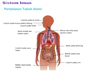 Sistem Imun pada Manusia - berbagaireviews.com