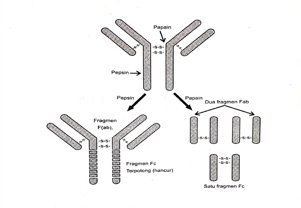 Mari Mengenal Struktur Antibodi - BELAJAR KIMIA