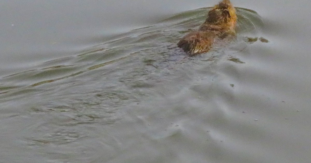 Cannundrums Nutria Texas