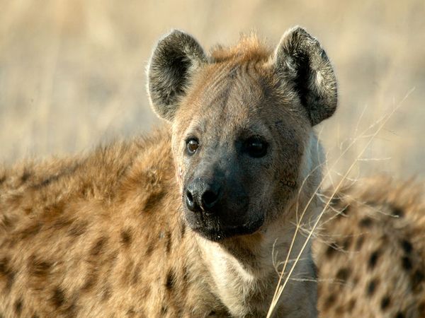 Funny Pictures Gallery: Funny hyena, pictures of hyenas, hyena ed, how