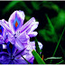 Plants, Do they celebrate Holi every day???