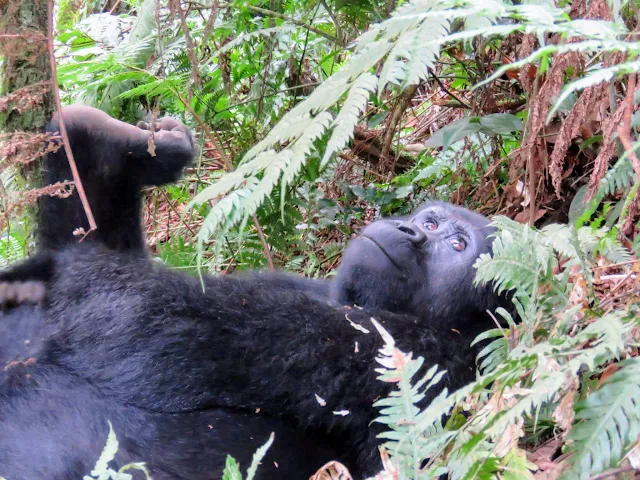Tracking gorillas in Uganda: Black-back gorilla of the Nkuringo Family