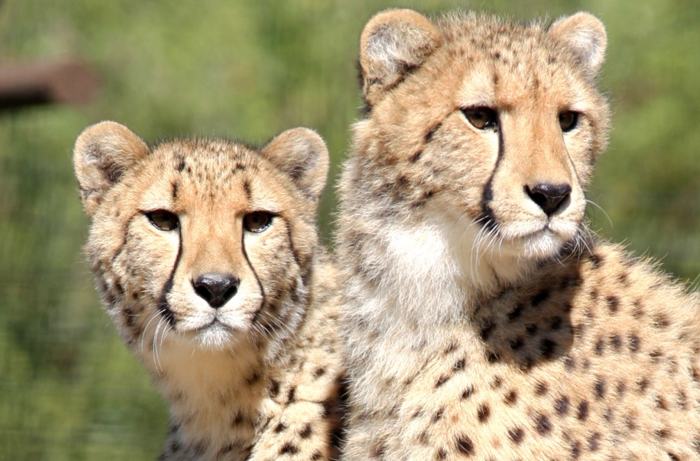 Discount coupons phoenix wildlife zoo