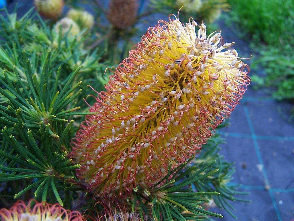 Real World Gardener Beautiful Banksias in Plant of the Week