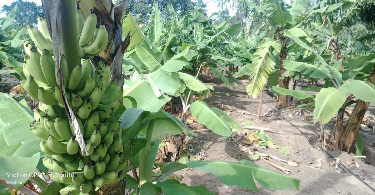 Rich Farm Kenya Profitable Agribusiness Ideas in Fruit Farming Banana